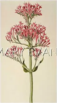 Valerian: PLANTS/CENTRANTHUS RUBER