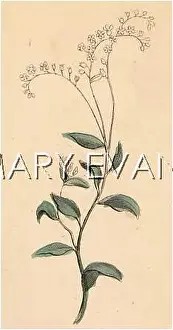 Arvense: PLANTS/CERASTIUM ARVENSE