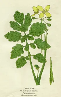Wort: PLANTS/CHELIDONIUM MAJUS