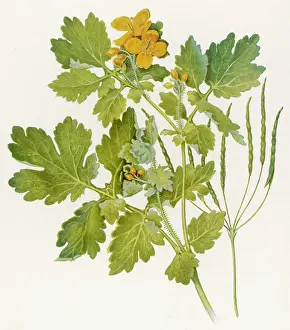 Majus: PLANTS/CHELIDONIUM MAJUS