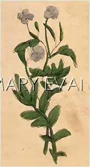 Majus: PLANTS/CHELIDONIUM MAJUS