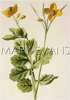 Majus: PLANTS/CHELIDONIUM MAJUS