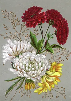 Chrysanthemum: PLANTS/CHRYSANTHEMUM
