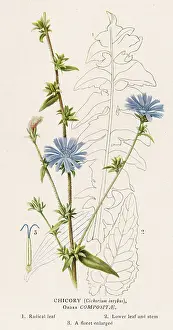 Chicory: PLANTS/CICHORIUM INTYBUS