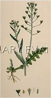 Chicory: PLANTS/CICHORIUM INTYBUS