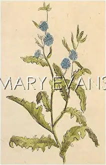 Chicory: PLANTS/CICHORIUM INTYBUS