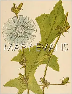Chicory: PLANTS/CICHORIUM INTYBUS