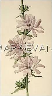 Cichorium: PLANTS/CICHORIUM INTYBUS