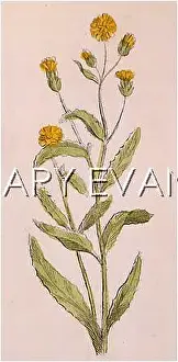 Cichorium: PLANTS/CICHORIUM SP