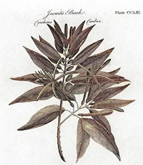 Quinine: PLANTS/CINCHONA