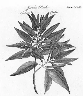 Jesuits: PLANTS/CINCHONA