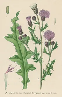 Arvense: PLANTS/CIRSIUM ARVENSE