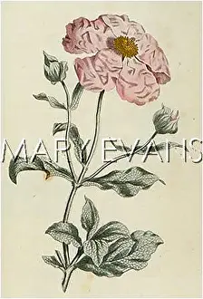 Cistus: PLANTS/CISTUS CRETICUS