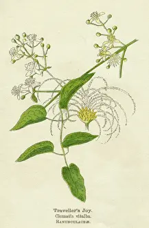 Clematis: PLANTS/CLEMATIS VITALBA
