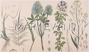 Esculenta: PLANTS/CLOVER / PSORALEA