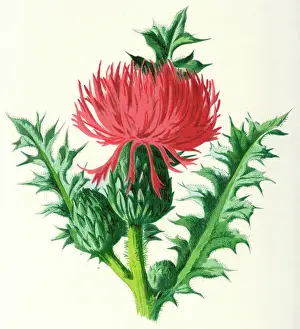 Cnicus: PLANTS/CNICUS ACAULIS