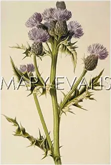 Cnicus: PLANTS/CNICUS ARVENSIS