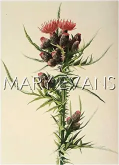 Cnicus: PLANTS/CNICUS PALUSTRIS
