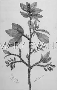 Cocaine: PLANTS/COCA