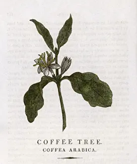 Coffea: PLANTS/COFFEA ARABICA