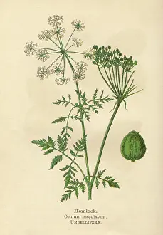Maculatum: PLANTS/CONIUM MACULATUM