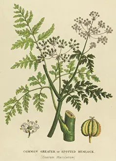 Maculatum: PLANTS/CONIUM MACULATUM