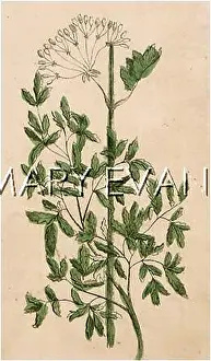 Maculatum: PLANTS/CONIUM MACULATUM