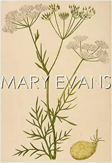 Majus: PLANTS/CONOPODIUM MAJUS