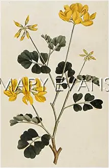 Glauca: PLANTS/CORONILLA GLAUCA