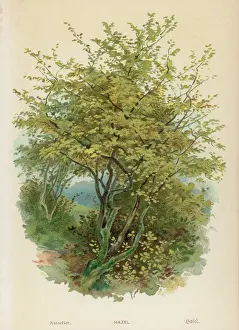 Avellana: PLANTS/CORYLLUS AVELLANA