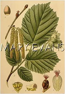 Corylus: PLANTS/CORYLUS AVELLANA