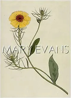 Barbata: PLANTS/CREPIS BARBATA