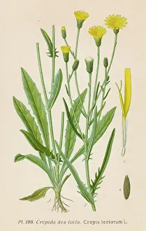 Tectorum: PLANTS/CREPIS TECTORUM