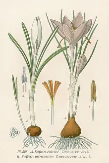 Vernus: Plants - Crocus