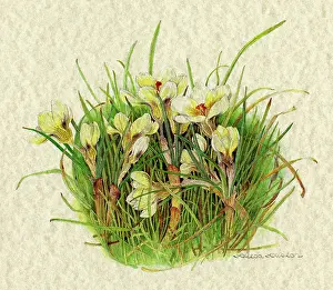 Croci: PLANTS/CROCUS