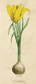 Saffron: PLANTS/CROCUS SATIVUS