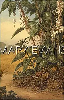 Nettle: PLANTS/CUSCUTA EUROPAEA