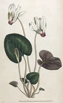 Cyclamen: Plants - Cyclamen Persicum