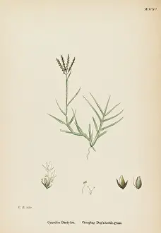 Creeping: PLANTS/CYNODON DACTYLON