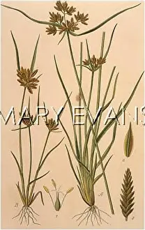 Fuscus: PLANTS/CYPERUS SP