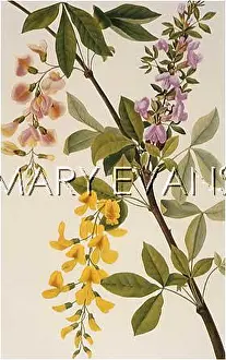 Adami: PLANTS/CYTISUS ADAMI