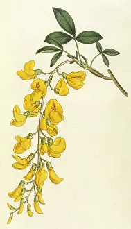 Cytisus: Plants - Cytisus Laburnum