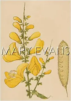 Cytisus: PLANTS/CYTISUS SCOPARIUS