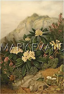 Carniola: PLANTS/DAPHNE BLAGAYANA