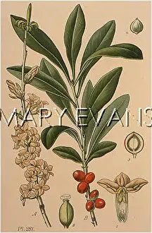 Gentil: PLANTS/DAPHNE MEZEREUM