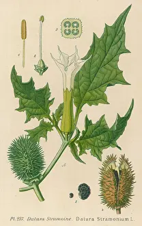 Datura: PLANTS/DATURA STRAMONIUM
