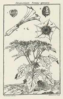 Datura: PLANTS/DATURA STRAMONIUM