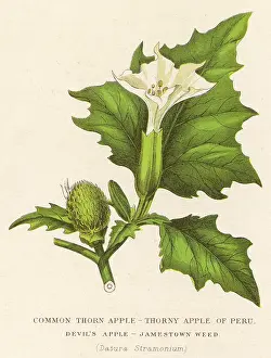 Thorny: PLANTS/DATURA STRAMONIUM