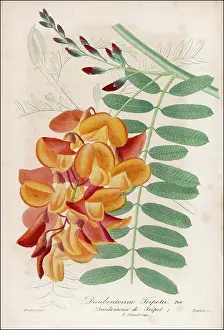 Daubentonia: PLANTS/DAUBENTONIA