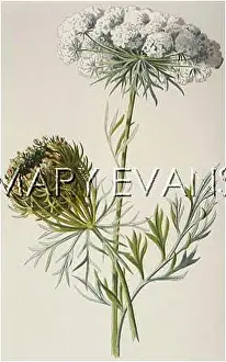 Daucus: PLANTS/DAUCUS CAROTA